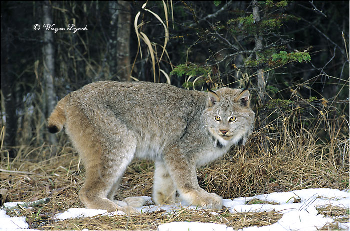 Canada Lynx 106 by Dr. Wayne Lynch ©